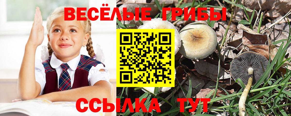 Псилоцибиновые грибы Cubensis  купить наркоту  Заволжье  Вход с VPN 